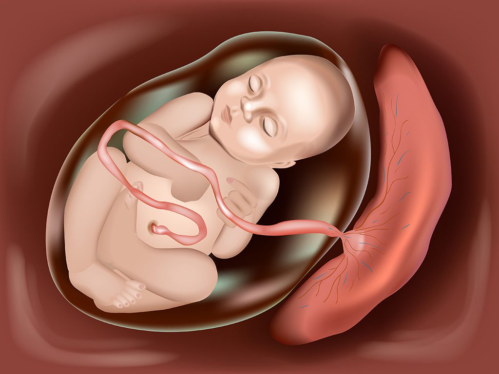 A baby is in an open womb with its stomach exposed.